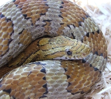 Caramel Female