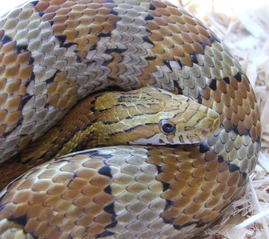 Caramel Female
