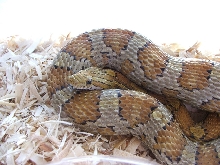 Caramel Female