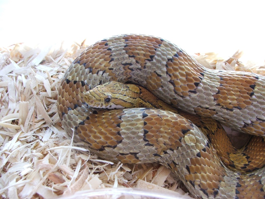 Caramel Female