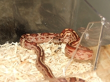 Classic Motley Female