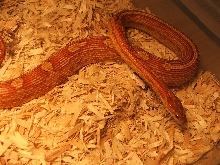 Classic Motley Female