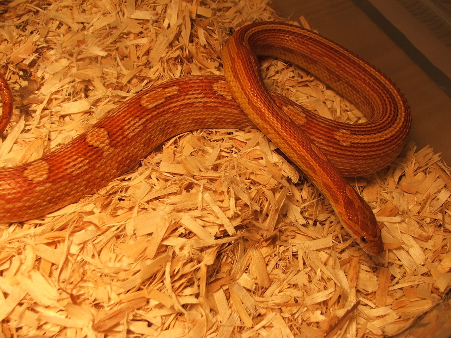 Classic Motley Female