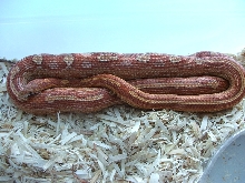 Classic Motley Female