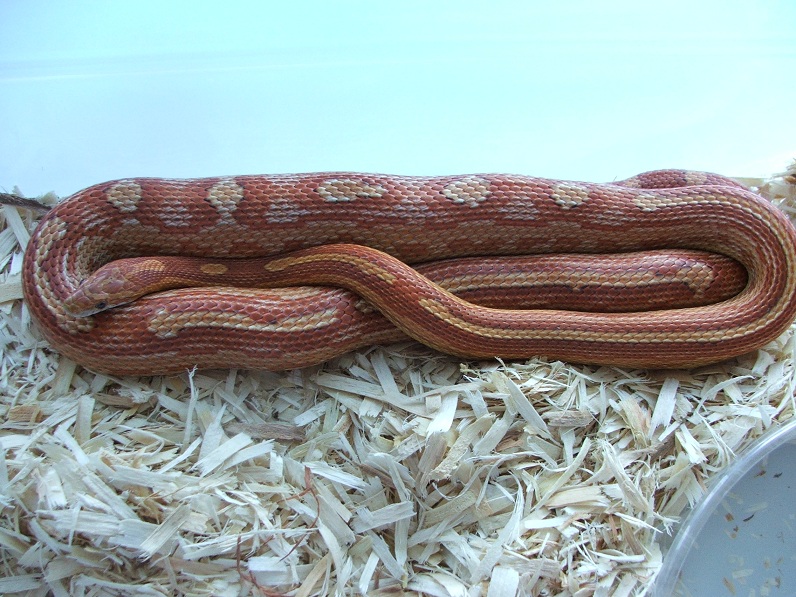 Classic Motley Female