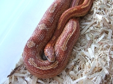 Classic Motley Female
