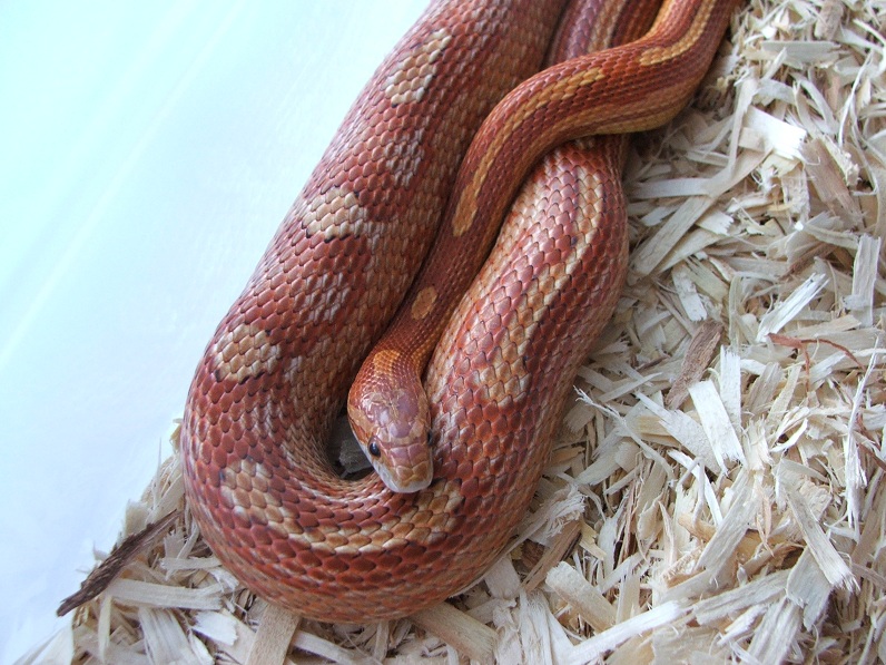 Classic Motley Female