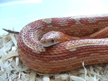 Classic Motley Female