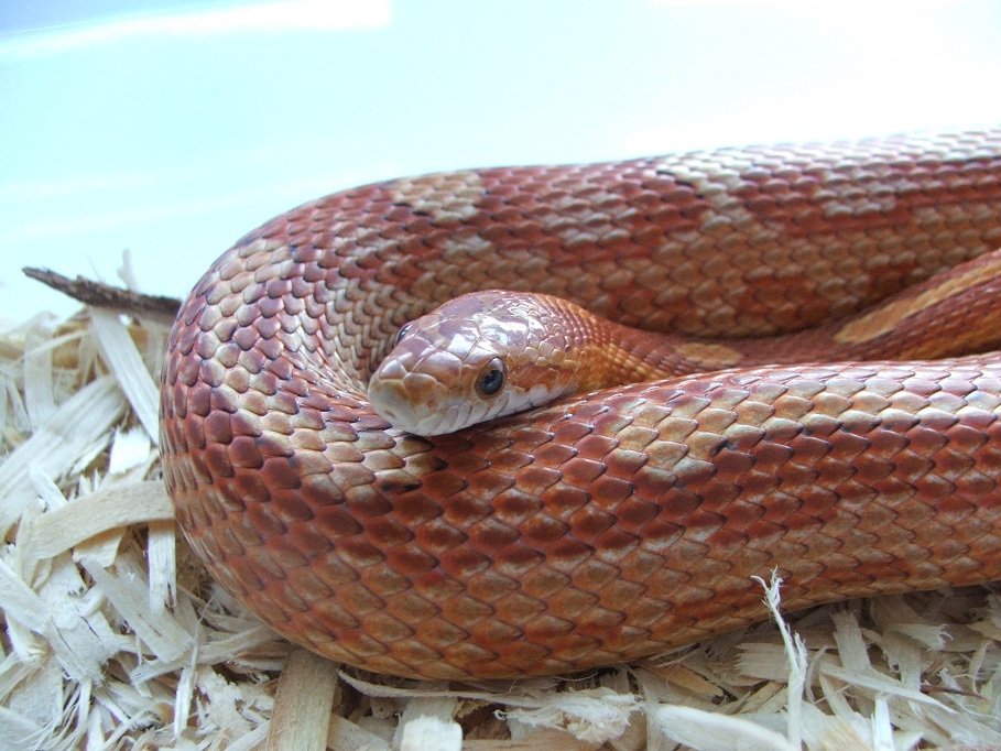 Classic Motley Female