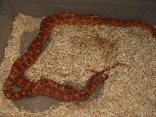 Classic's het Hypo Butter Bloodred