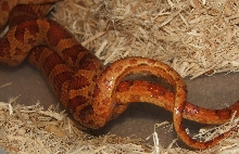 Classic's het Hypo Butter Bloodred