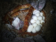 15 Great Eggs Laid