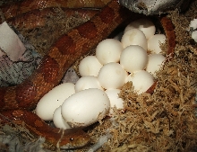 Het Hypo/Butter/Bloodred x Same (15 eggs)