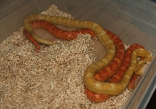 Golddust Motley x Ultramel Motley
