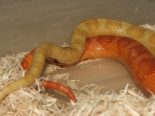 Golddust Motley x Ultramel Motley
