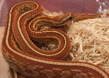 Tessera Male