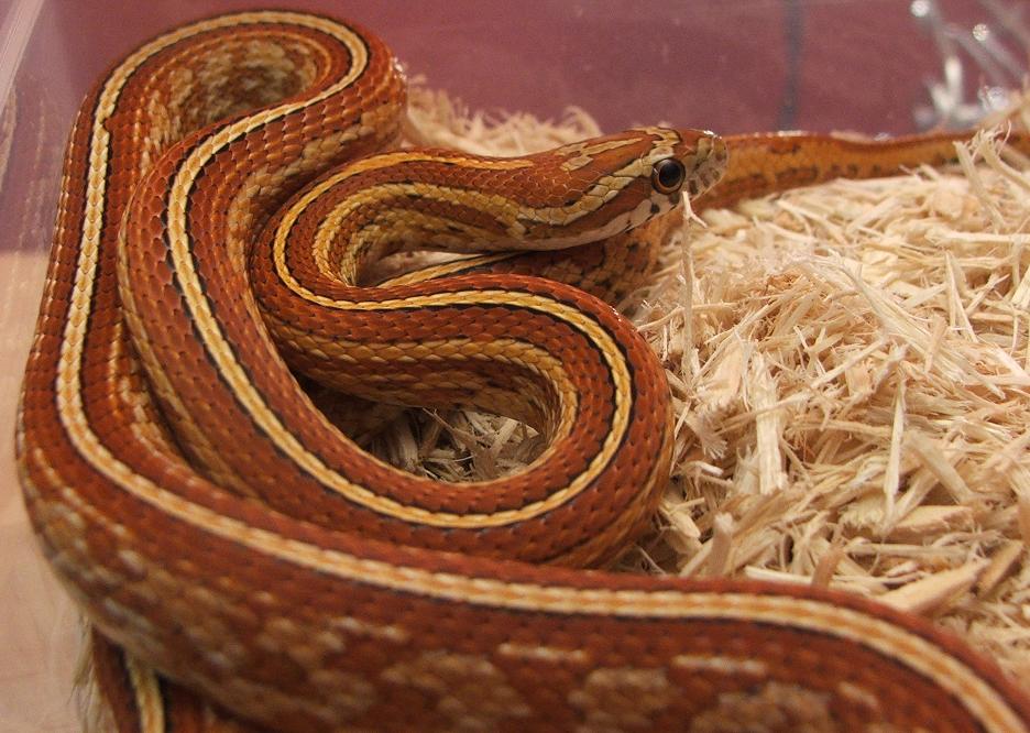 Tessera Male