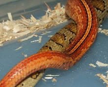 Tessera x Caramel