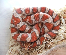 Ultramel Female