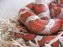 Ultramel Female