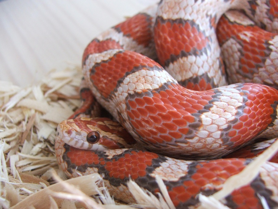 Ultramel Female