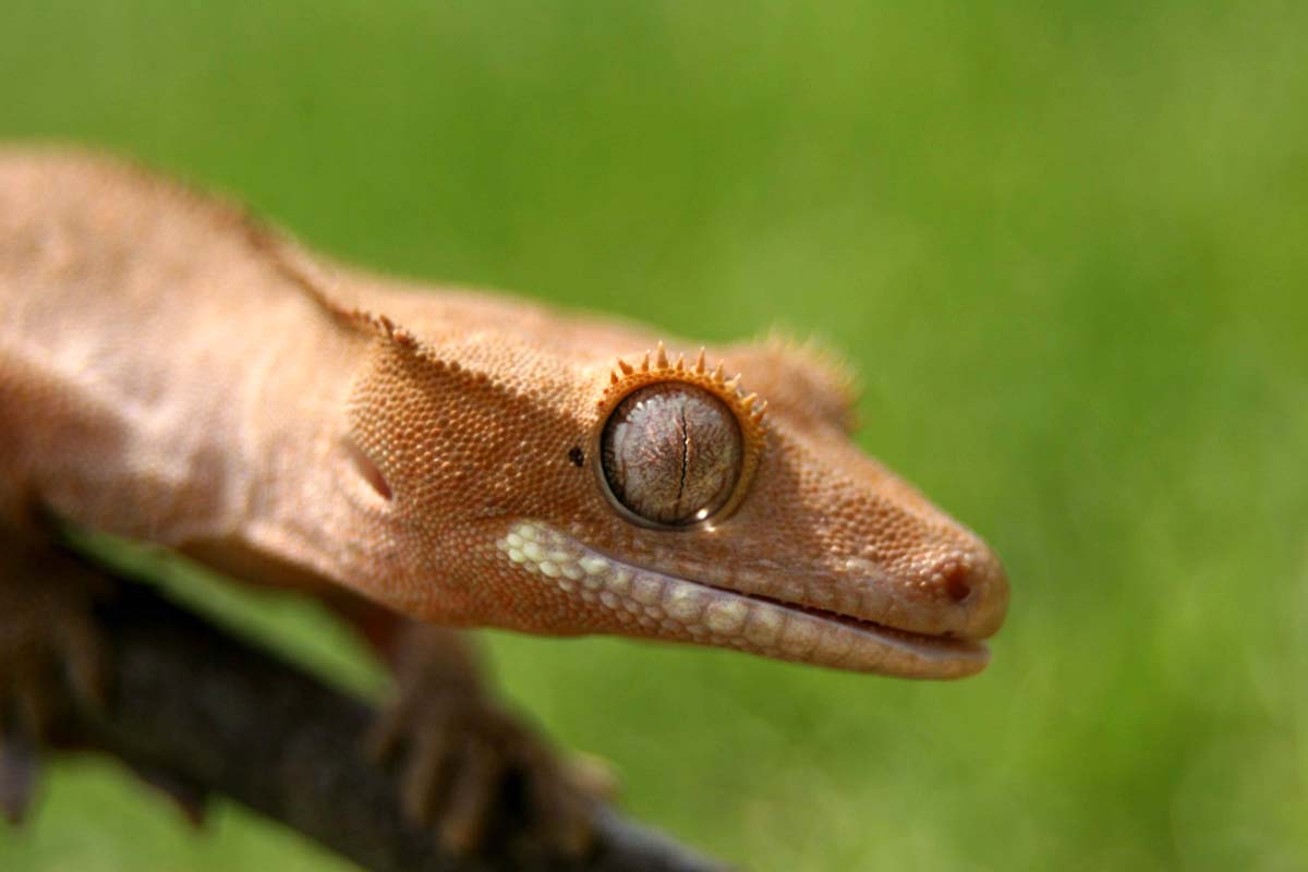 crested