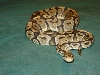 Yellow Ghost Female 2