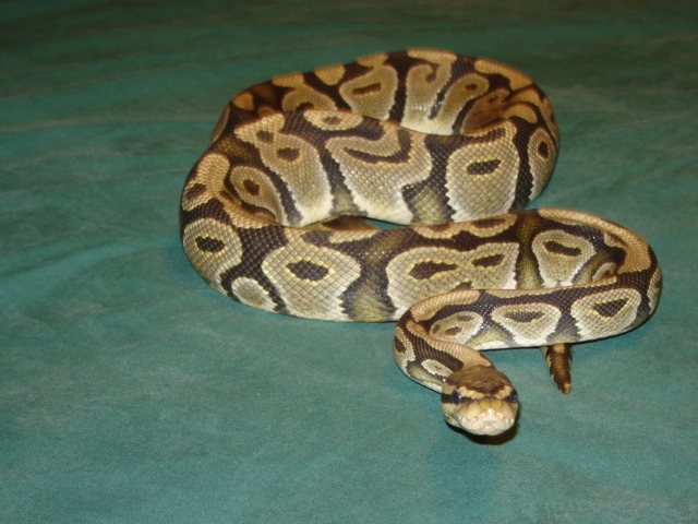 Yellow Ghost Female 2