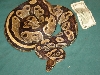 Mojave-ish 9lb. Female