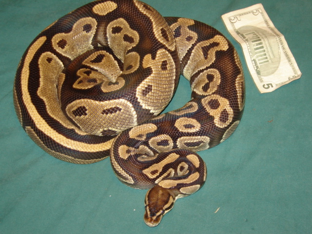 Mojave-ish 9lb. Female