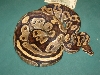 Mojave-ish 9lb. Female 2