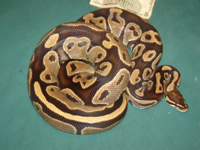 Mojave-ish 9lb. Female 2
