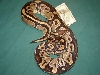 Mojave-ish 9lb. Female with Size Prop