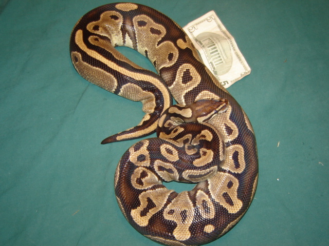 Mojave-ish 9lb. Female with Size Prop