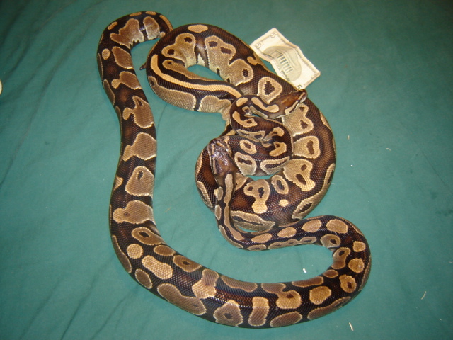2 Huge Females with Size Prop