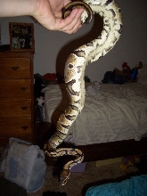 Eve 3