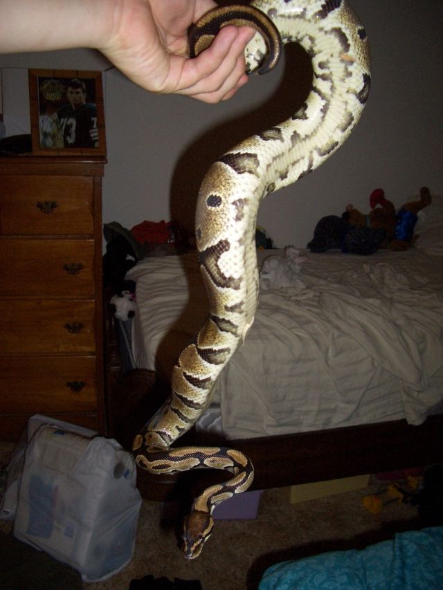 Eve 3