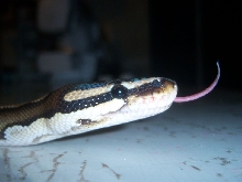 Hydra's Tongue