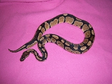 Hydra, my 3 ft 650gm  male