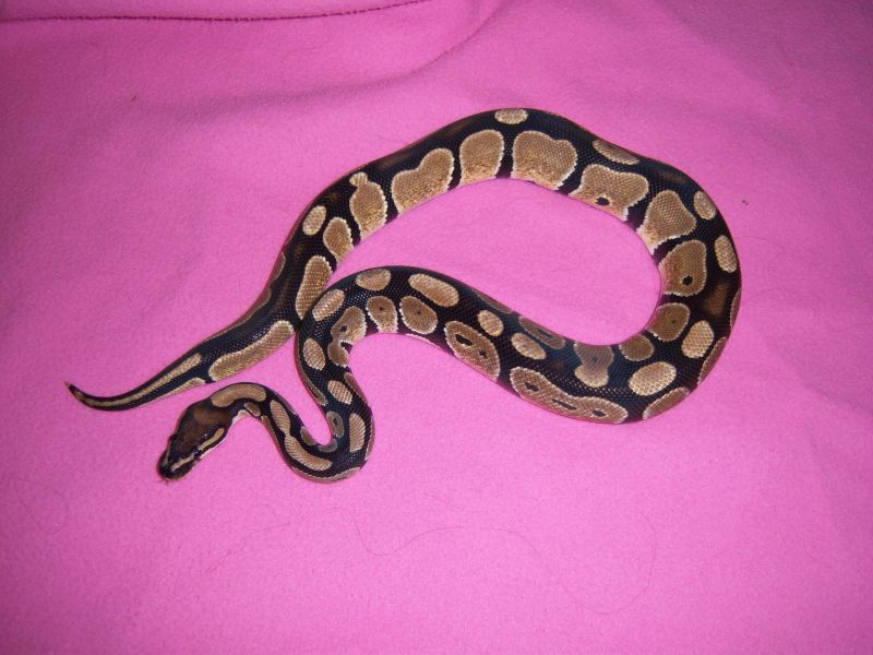 Hydra, my 3 ft 650gm  male