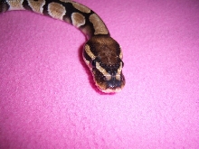 Head Shot