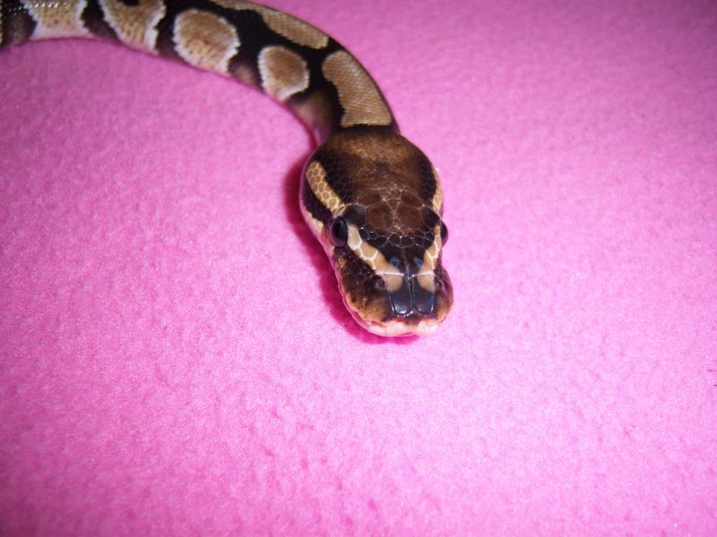 Head Shot