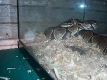 Ghost Mouse