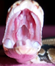 Open Wide!!!
