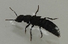 2cm black insect