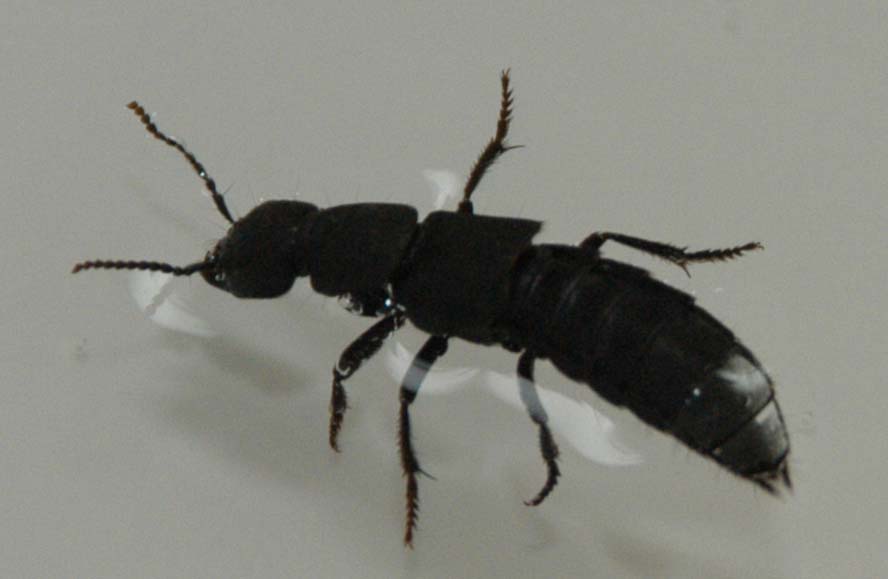 2cm black insect
