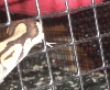 Ball checking out the Ferret cage