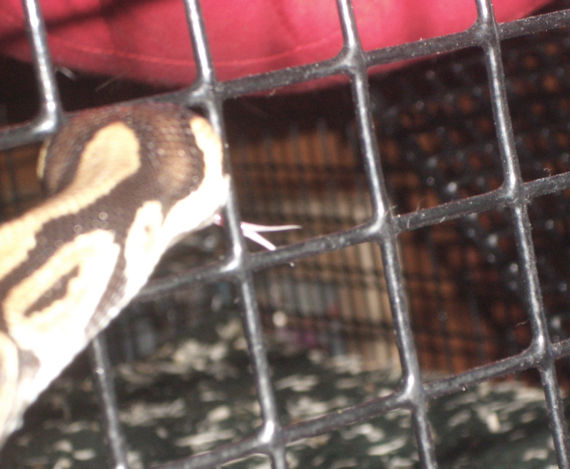Ball checking out the Ferret cage