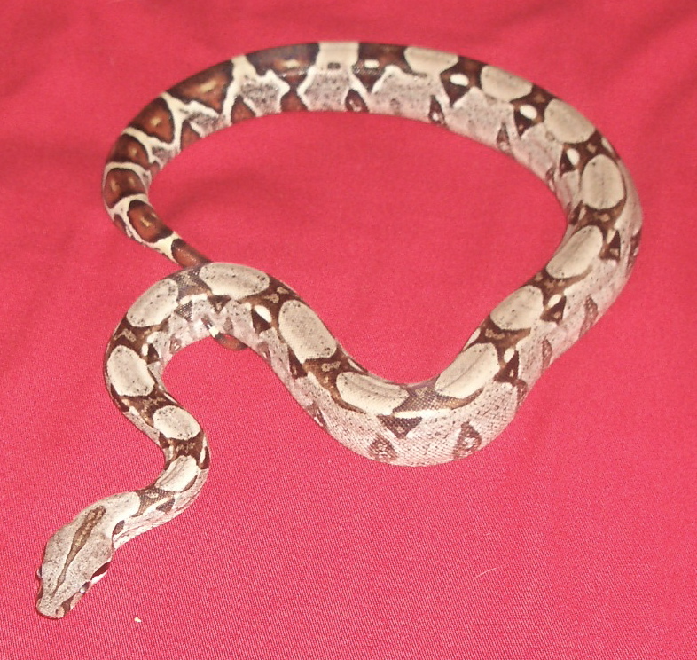 Young BCI