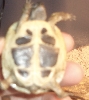 Peekaboo Plastron